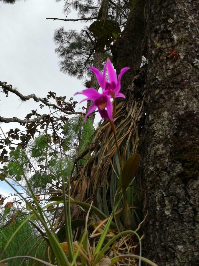 Renta De Cabanas, Centro Ecoturistico Rural Sustentable Labor San Jose San Cristóbal de Las Casas 外观 照片